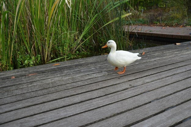 pchacz na kiju kaczka spacerowa drewniana