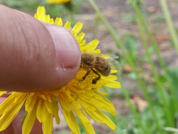 pecak bezpieczenstwa do nauki chodzenia mala pszczola